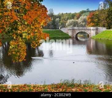 Russland, Gattschina, helle Herbst Baum im park Stockfoto