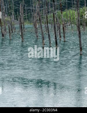 Shirogane blauer Teich in Biel, Hokkaido, Japan Stockfoto