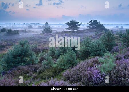 Blühende Heide in nebligen Morgen Stockfoto