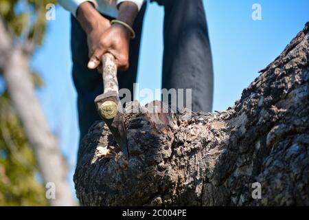Holzfäller, der Baum mit Axt im Wald schneidet Stockfoto