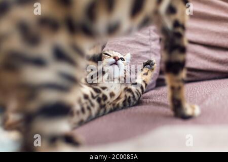 Zwei niedliche bengal Kätzchen spielen und kämpfen auf der Couch. Stockfoto