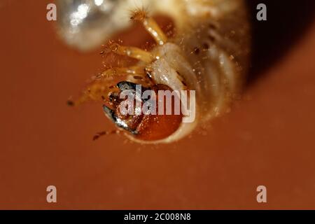 Foto von einem kleinen Maikäfer-Larven - Melolontha melolontha Stockfoto