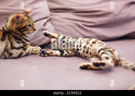 Zwei niedliche bengal Kätzchen spielen und kämpfen auf der Couch. Stockfoto