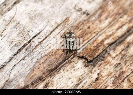 Eine winzige Zebra-Jumping-Spinne, Salticus scenicus, die auf einem toten Baum am Waldrand in Großbritannien nach Nahrung jagt. Stockfoto