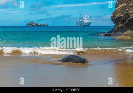 Ein Galapagos Seelöwe (Zalophus wollebaeki) ein Sandstrand mit einem Kreuzfahrtschiff im Hintergrund, Galapagos Inseln, Ecuador. Stockfoto