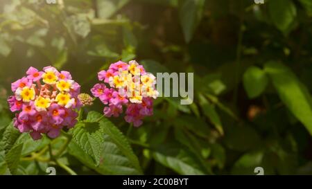 West indian lantana, eine der wilden Pflanzen, die die wunderbaren Orangenblüten haben. Diese Pflanze könnte verschiedene Krankheiten wie Rheuma, Hautjucken zu behandeln Stockfoto