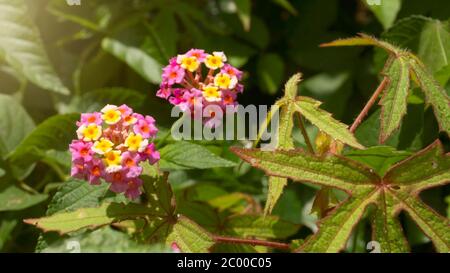 West indian lantana, eine der wilden Pflanzen, die die wunderbaren Orangenblüten haben. Diese Pflanze könnte verschiedene Krankheiten wie Rheuma, Hautjucken zu behandeln Stockfoto