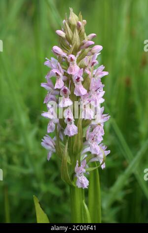 Dactylorhiza incarnata, frühe Marsh Orchid. Wildpflanze im Frühjahr erschossen. Stockfoto