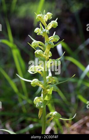 Dactylorhiza viridis, Coeloglossum viride, Froschorchid. Wildpflanze im Frühjahr erschossen. Stockfoto