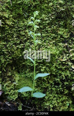 Dactylorhiza viridis, Coeloglossum viride, Froschorchid. Wildpflanze im Frühjahr erschossen. Stockfoto