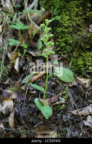 Dactylorhiza viridis, Coeloglossum viride, Froschorchid. Wildpflanze im Frühjahr erschossen. Stockfoto