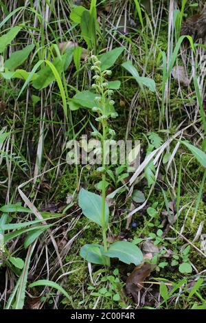 Dactylorhiza viridis, Coeloglossum viride, Froschorchid. Wildpflanze im Frühjahr erschossen. Stockfoto