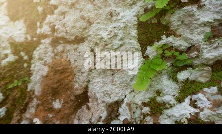 Maidenhair Fern, die auf Bergklippen wächst, Bilder geeignet für den Einsatz als Unterrichtsmaterial, Tapeten, Hintergrundbilder oder grafische Ressourcen Stockfoto