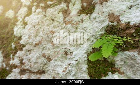 Maidenhair Fern, die auf Bergklippen wächst, Bilder geeignet für den Einsatz als Unterrichtsmaterial, Tapeten, Hintergrundbilder oder grafische Ressourcen Stockfoto