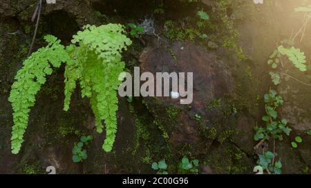 Maidenhair Fern, die auf Bergklippen wächst, Bilder geeignet für den Einsatz als Unterrichtsmaterial, Tapeten, Hintergrundbilder oder grafische Ressourcen Stockfoto