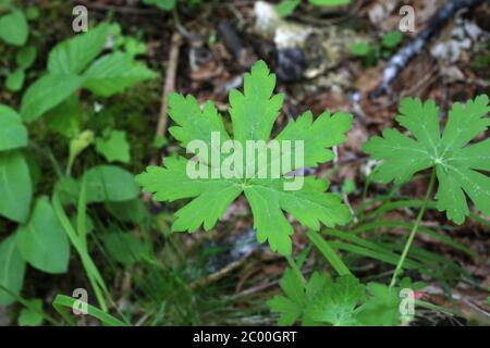 Geranium macrorrhizum, Rock Cranesbill. Wildpflanze im Frühjahr erschossen. Stockfoto