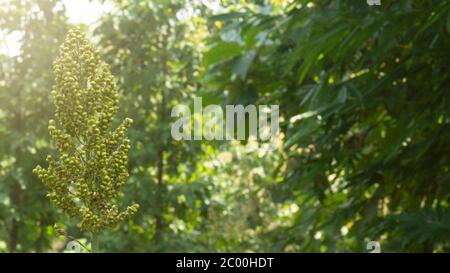 Jali (Coix lacryma-jobi), ist eine Art tropischer Getreidepflanze aus dem Stamm der Korn oder Poaceae. Seine Herkunft ist Ostasien und Malaya, aber jetzt hat es spre Stockfoto