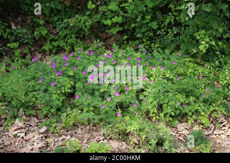 Geranium sanguineum, Blutiger Kranichschnabel. Wilde Pflanze im Frühjahr erschossen. Stockfoto