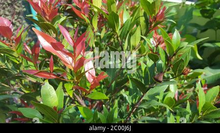 Australische rose Apple wachsen in den Vordergrund und unscharfen Hintergrund vieler Pflanzen im Garten Stockfoto