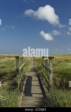 Westerhever - Salzwiesen mit Steg Stockfoto