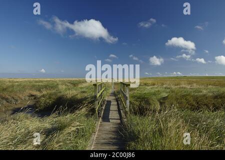 Westerhever - Salzwiesen mit Steg Stockfoto
