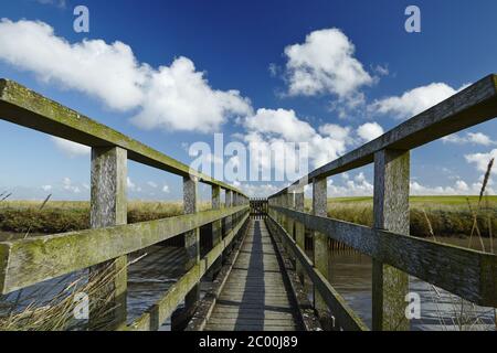 Westerhever - Salzwiesen mit Steg Stockfoto