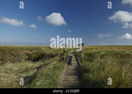 Westerhever - Salzwiesen mit Steg Stockfoto