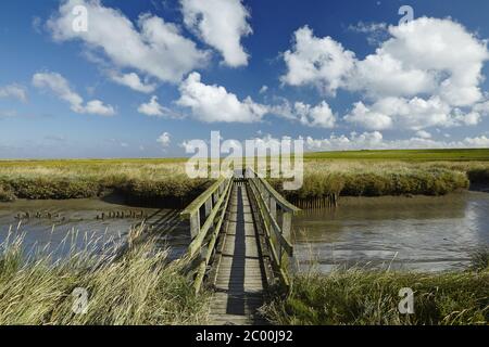 Westerhever - Salzwiesen mit Steg Stockfoto