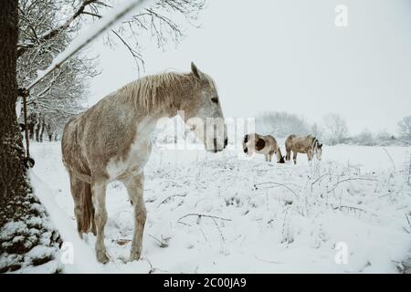 Weiße Stute im Vordergrund mit nassem Fell und Mähne unter dem Baum stehend und beobachtet 2 grasende Pferde im Hintergrund auf der schneebedeckten Weide Stockfoto