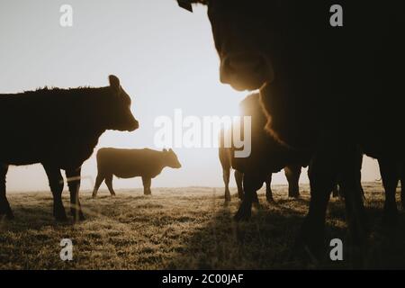 Nahaufnahme der Silhouetten der Herde von Kühen mit einem von ihnen direkt auf die Kamera aus dem unteren Winkel auf der Weide während des nebligen Sonnenaufgangs starren Stockfoto