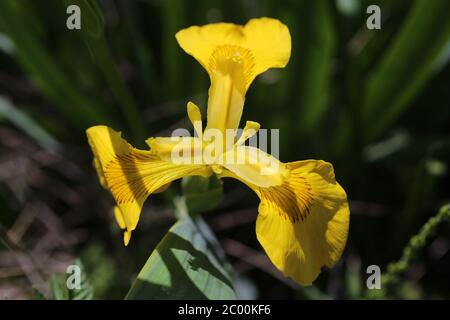 Iris pseudacorus, gelbe Iris gelbe Flagge. Wildpflanze im Frühjahr erschossen. Stockfoto