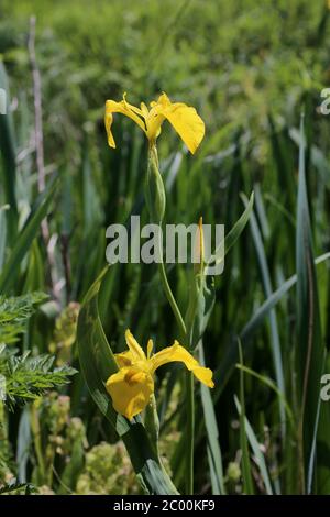 Iris pseudacorus, gelbe Iris gelbe Flagge. Wildpflanze im Frühjahr erschossen. Stockfoto