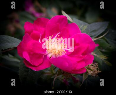 Leuchtend rosa Hunderose Stockfoto