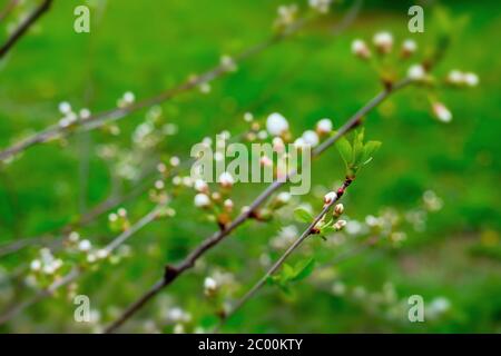 Blühende Kirsche Baum auf grünem Gras Hintergrund. Schöne Naturlandschaft. Sakura-Pflanze. Stock Foto Stockfoto