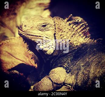 leguan Eidechse Drachen im Zoo Stockfoto