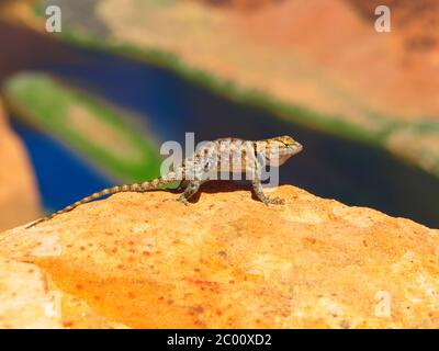 Bunte Sagebrush-Echse auf dem Felsen im Colorado Horshoe Bend, Arizona, USA Stockfoto