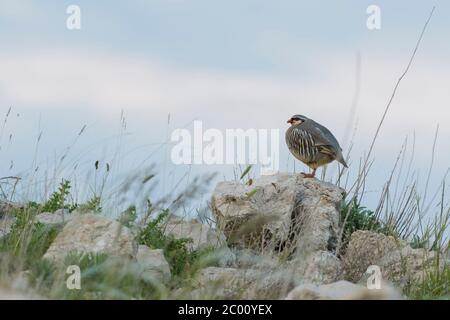 Felspark - Alectoris graeca, schöner, farbiger Vogel aus Südeuropäern Sträucher und Felsen, Insel Pag, Kroatien. Stockfoto
