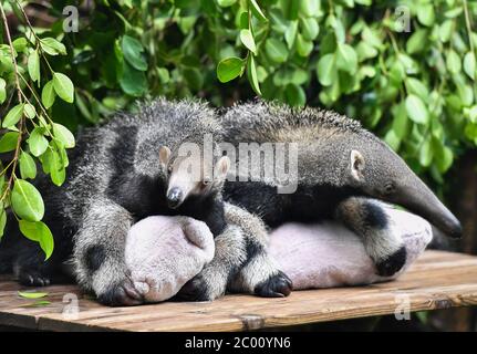 Peking, Chinas Provinz Guangdong. Juni 2020. Ein Taubenpaar Ameisenfresser-Jungen werden im Chimelong Safari Park in Guangzhou, Südchinesische Provinz Guangdong, am 10. Juni 2020 gesehen. Die am 3. März dieses Jahres geborenen Taubenpaare Ameisenbären hatten am Mittwoch ihren öffentlichen Auftritt in Guangzhou. Kredit: Liu Dawei/Xinhua/Alamy Live News Stockfoto