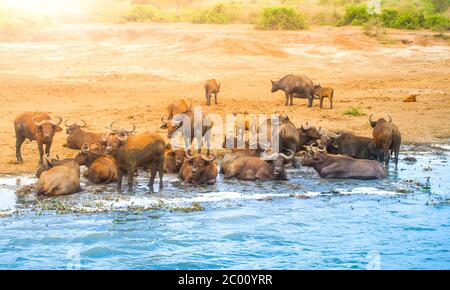 Herde afrikanischer Büffel am Fluss, Ngorongoro Conservation Area, Tansania, Afrika. Stockfoto