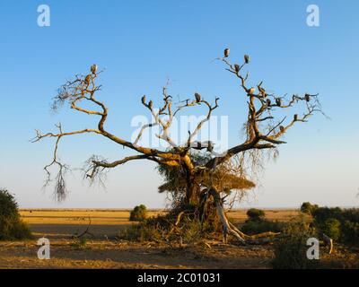 Gruppe von Geiern, die abends auf dem Baum sitzen Stockfoto