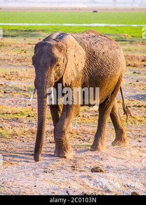 African Elephant in natural Habitat, Tsavo National Park, Kenia, Afrika Stockfoto