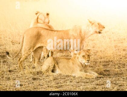 Löwenrudel in natürlichem Lebensraum der afrikanischen Savanne, Ngorongoro Conservation Area, Tansania, Afrika. Stockfoto