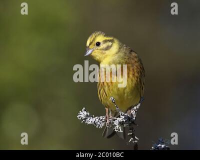 Yellowhammer, männlich, sitzend auf Barsch, Nahaufnahme Stockfoto