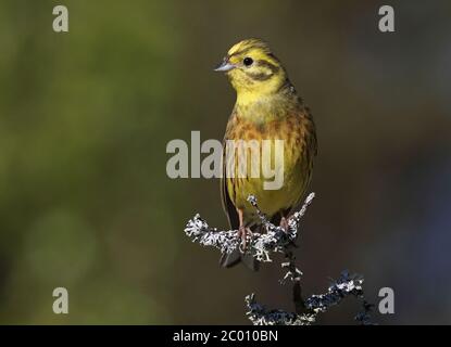 Yellowhammer, männlich, sitzend auf Barsch, Nahaufnahme Stockfoto