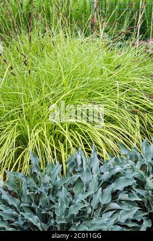 Ziergras Carex elata Aurea Hosta Blue Silver Stockfoto