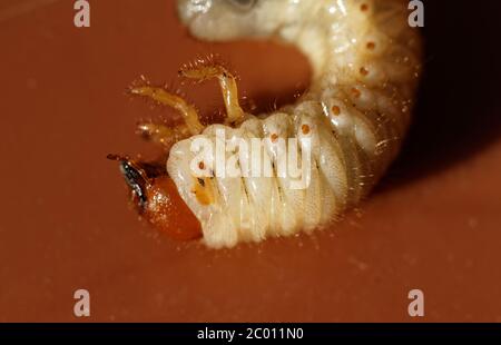 Foto von einem kleinen Maikäfer-Larven - Melolontha melolontha Stockfoto