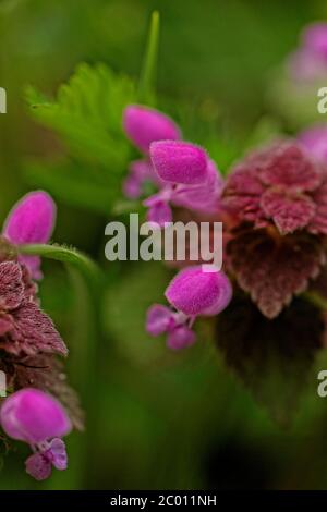 Nahaufnahme Foto einer schönen lila Blume Stockfoto