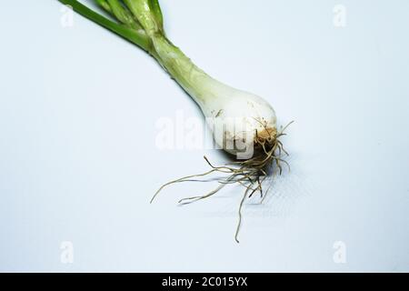 Frische Grüne Frühlingszwiebel Mit Wurzeln Auf Einem Isolierten Weißen Hintergrund Stockfoto