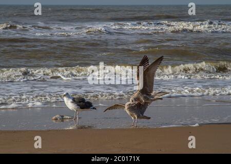 Drei Möwen und ein toter Fisch am Strand der Nordsee Stockfoto