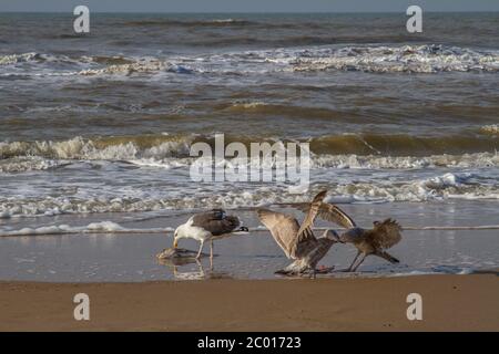 Drei Möwen und ein toter Fisch am Strand der Nordsee Stockfoto